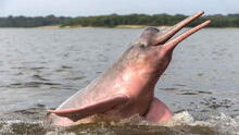 National Geographic retratará a los delfines de la Amazonía peruana