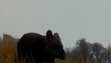 Piura: cámaras trampa registran tapir categorizado en peligro de extinción