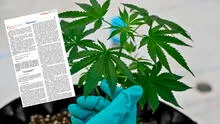 Minsa dispone publicación del proyecto de reglamento que regula el uso medicinal del cannabis