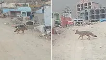 Serfor: todo sobre ‘Juaneco’, el zorro andino que deambula en Comas