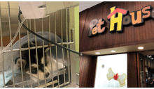 Jockey Plaza: tienda de mascotas fue denunciada por vender cachorro con parvovirus
