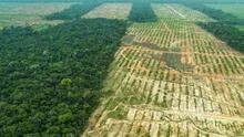 MIDAGRI aprobó reglamento que permitirá una adecuada clasificación de tierras para reducir la deforestación causada por la agricultura