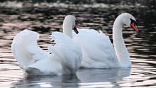 Soñar con cisnes: ¿cuáles son los distintos significados que tiene?