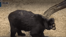 Huancayo: conoce la historia de Kanko, el oso de anteojos que padece cáncer