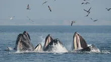 Inicia la temporada de avistamiento de ballenas en Tumbes