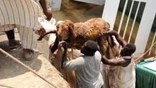 Más de 15.000 ovejas mueren ahogadas tras hundirse un barco en Sudán