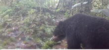 Cámaras trampa registran oso de anteojos en Cajamarca