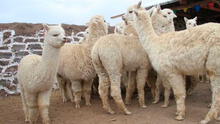 Puno: ola de frío provoca muerte de cerca de 900 crías de ovino y alpaca