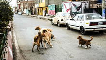 Puno: se registra el primer caso de rabia canina en Juliaca