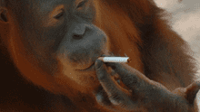 Maltrato animal: captan a orangután fumando un cigarrillo en un zoológico de Vietnam