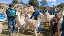 Puno: Agro Rural inició campaña de dosificación a 18.000 cabezas de ganado 
