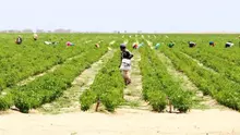 Conajup: cerca de 500.000 agricultores participarán del paro agrario de este 18 y 19 de julio