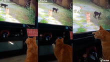 Stray: gatito piensa que los mininos del videojuego son reales y les maúlla para jugar