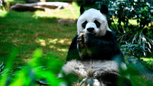 Murió An An, el panda gigante en cautividad  más viejo del mundo en China
