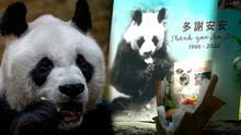 Así despidieron a An An, el panda gigante en cautiverio más viejo del mundo