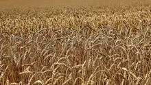FAO mantiene previsiones de producción mundial de cereales para la temporada 2023-2024