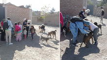 Arequipa: vacunaron contra la rabia a 6.537 canes de Alto Selva Alegre