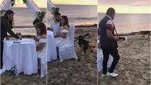 Perrito irrumpe en boda celebrada en la playa, orina las sillas de los recién casados y huye