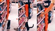 Gatito va a la tienda con su dueño y elige con la patita la comida que desea que le compren