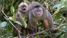 Mono machín es incluido en la lista de primates más amenazados del mundo 