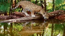 En el Perú solo quedan 22 mil jaguares 
