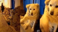 Tierno perrito saluda a turistas y pobladores en las calles de Cusco, y su tierna acción cautiva