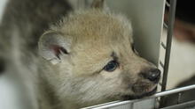 Nace el primer lobo ártico clonado en el mundo tras ser gestado por un perro beagle