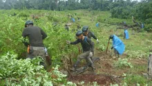 Cultivos de hoja de coca afectan a 24 pueblos indígenas