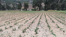 Helada daña cerca de 400 hectáreas de cultivos de maíz, papa y habas en Checacupe