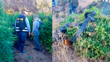 ¡Golpe al narcotráfico!: Policía halla y destruye 12.000 plantaciones de marihuana en Ica