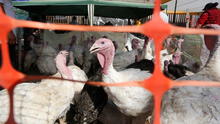 Senasa registra 46 brotes de gripe aviar A (H5N1) en 6 regiones