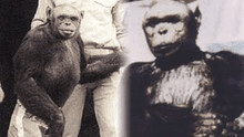 Oliver: la trágica historia del chimpancé considerado el 'eslabón perdido' entre el hombre y el mono