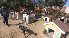 Lambayeque: ¿sabías que existe un cementerio de perros peruanos sin pelo?