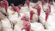 Lambayeque: 360 aves domésticas fueron sacrificadas por la gripe aviar
