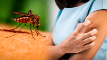 ¿Cómo quitar la picazón de un mosquito con remedios caseros?