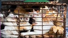 Hallan 2.000 gatos muertos que iban a ser utilizados para fabricar remedios medicinales