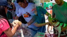 Gran campaña veterinaria gratuita y jornada de adopción en Chorrillos este sábado 18 y domingo 19