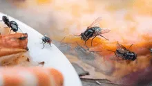 ¿Cómo eliminar las moscas de mi casa sin insecticida? Estos son los trucos caseros más efectivos