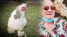 Hombre de 67 años muere tras feroz ataque de una de sus gallinas