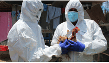 Gobierno amplía estado de emergencia sanitaria por gripe aviar hasta fin de año