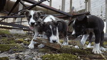 Perros callejeros en Chernóbil serían genéticamente distintos que los de otras partes del mundo