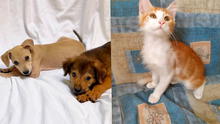 ¿Buscas mascotas? Ven a la jornada de adopción de perritos y gatitos rescatados de las calles
