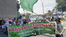 Reglamento del Minsa no beneficia a los usuarios del cannabis medicinal