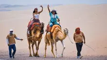 ¿Quieres conocer camellos en Ica? Conoce cómo llegar y cuánto cuesta vivir esta aventura