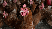 Confirman primer brote de gripe aviar en aves de corral en Chile