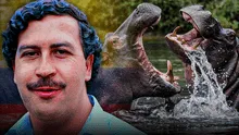 Hipopótamos de Pablo Escobar ponen en peligro a Colombia: ¿cuál es el plan para controlar la plaga?