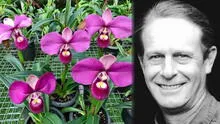 'Zapatito rosado', la hermosa orquídea peruana: ¿cómo fue traficada y patentada por un estadounidense?
