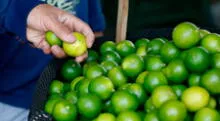 Precio del limón baja y llega a S/8 en mercados por mayor stock