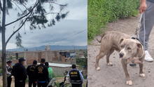 Perro mata a hombre de 60 años y deja a 3 personas heridas en Arequipa