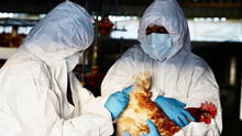 Chile anuncia primer caso humano de gripe aviar: se trata de un hombre de 53 años
